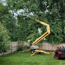 How Our Tree Care Process Works  in Kitty Hawk, NC